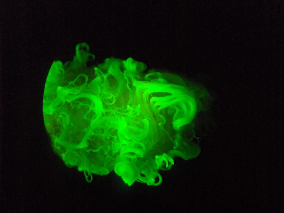 This Cotton Is Grown To Glow