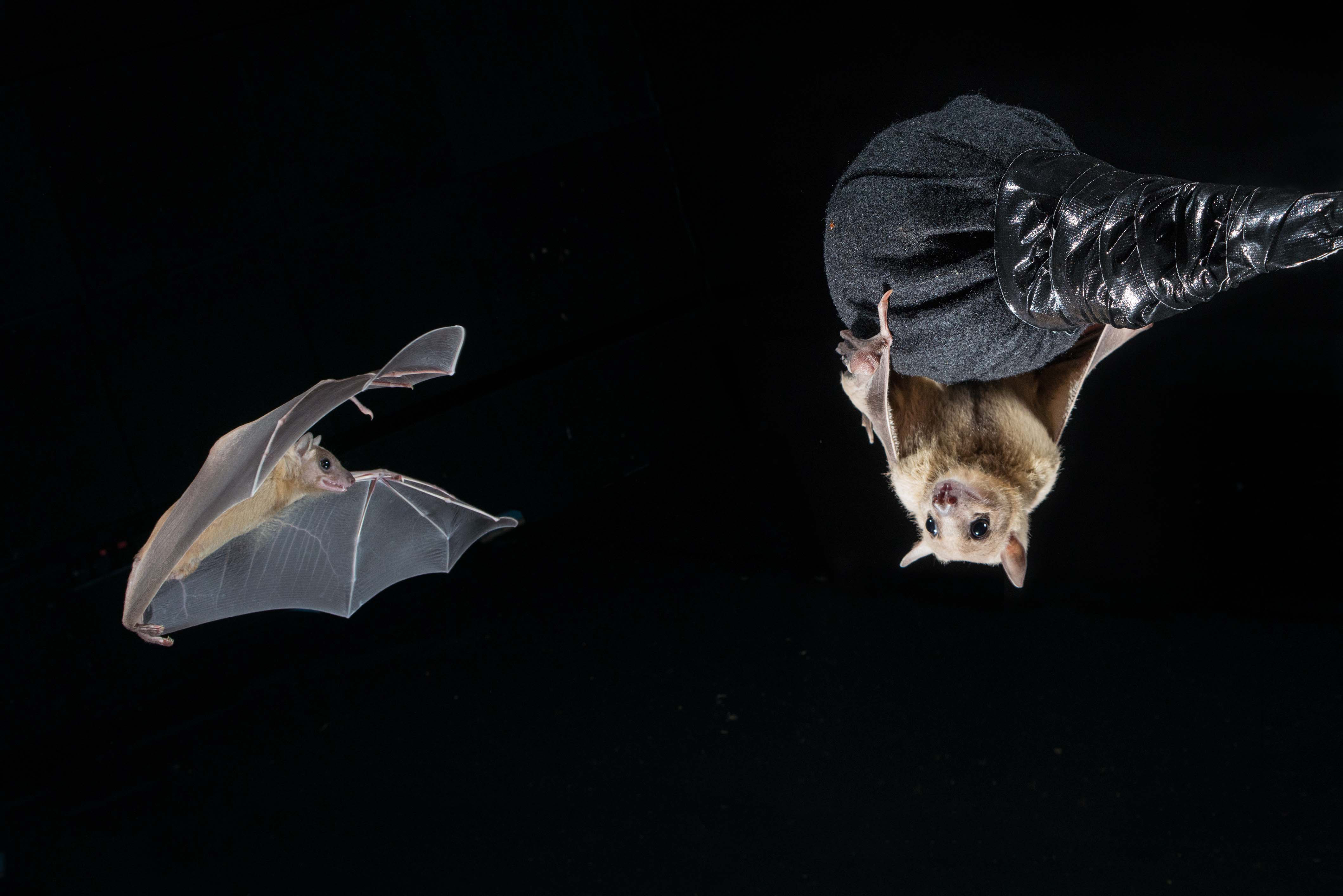 ‘Bat-Nav’ Reveals How the Brain Tracks Other Animals
