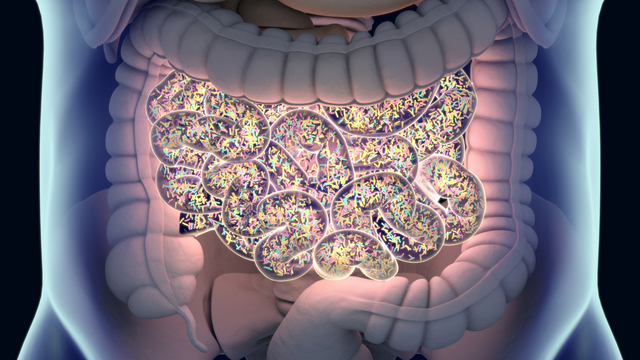 Environment, Not Genetics, Primarily Shapes Microbiome Composition