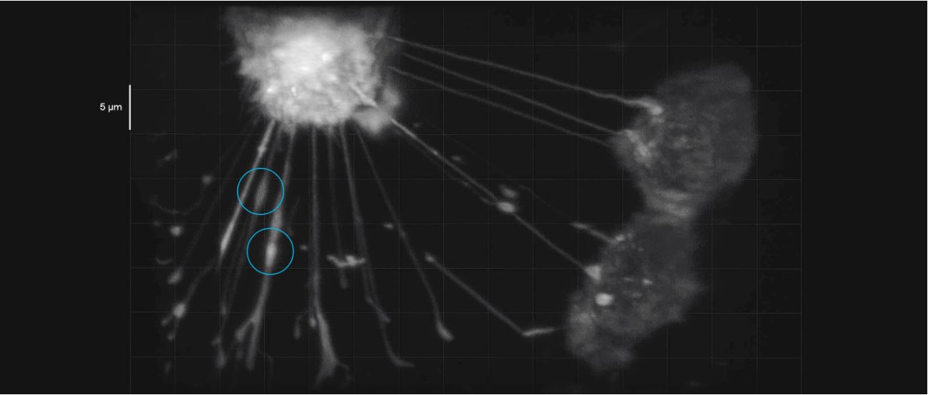 Cells Talk and Help One Another via Tiny Tube Networks