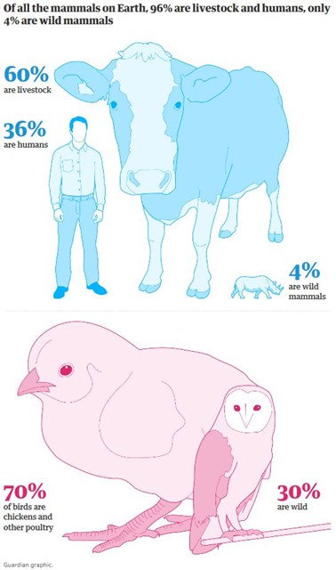 cow chicken infographic