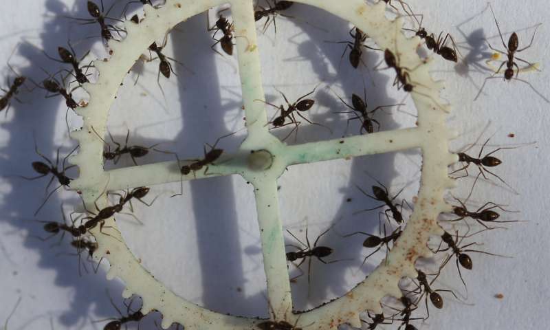 Food-Carrying Ants Use Collective Problem Solving to Get Through or Around Obstacles