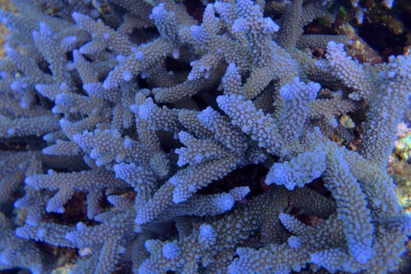 Could Fish Larvae Save Coral Reefs? Genetic Barcoding Reveals Ocean Ecosystem Health