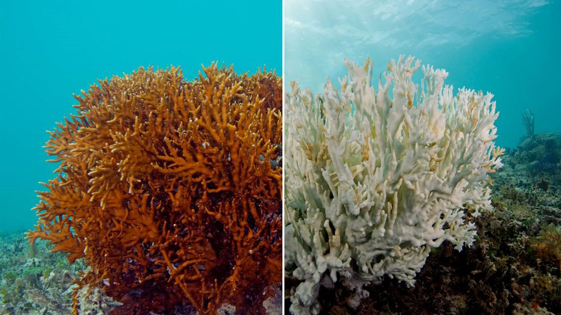 A World Without Coral Damages Us All