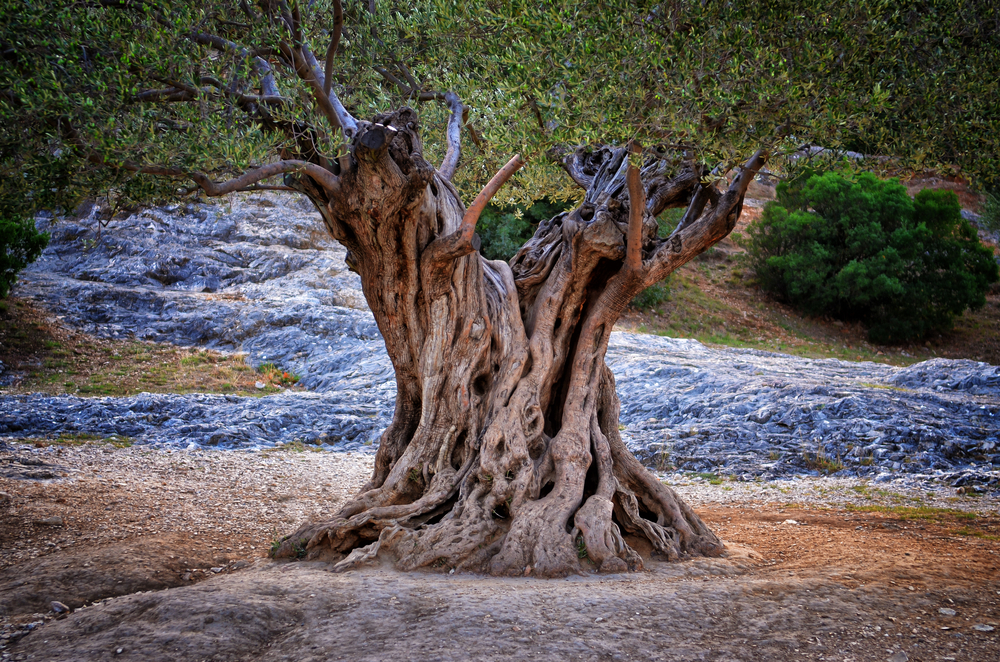 New Analysis of Olive Branch Throws Ancient Timeline Into Question