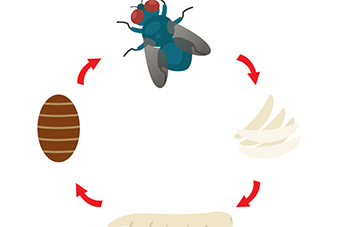 Freezing Fly Eggs for the Future