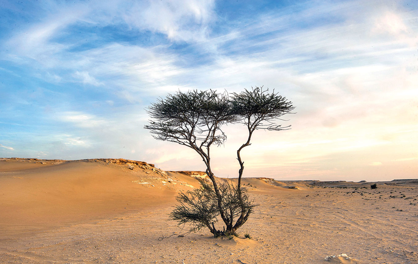 The Tree That Survives the Desert