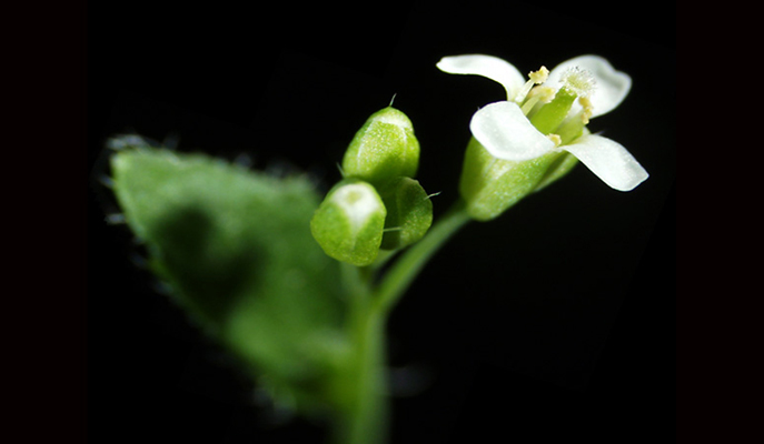 Plants Blink: Proceeding with Caution in Sunlight