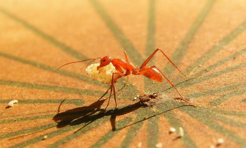 Studying Ant Cooperation is Revealing How Brains Work Together