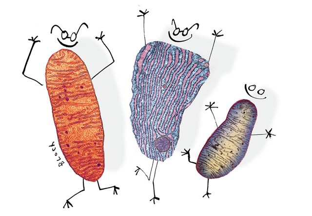 Organelles illustration