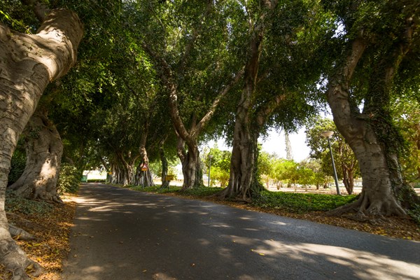 Tree-lined Drive