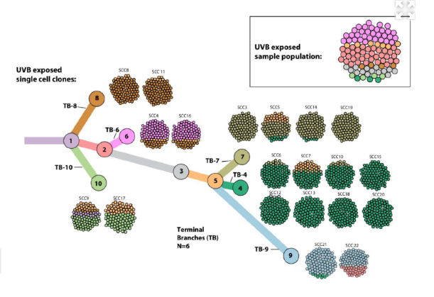 Cell Diversity May Explain Why a Brain Cancer is Hard to Treat