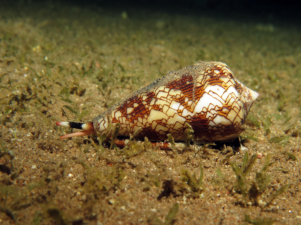 Israeli Discovery of Sea Snail’s Venom Mechanism May Lead to New Heart Disease Drugs