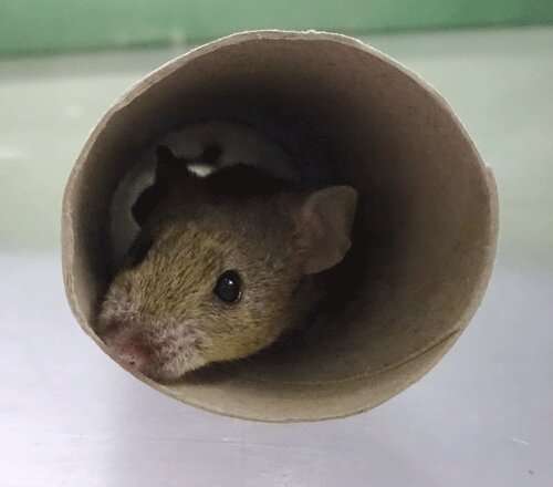 Scientists Map Mouse Personality