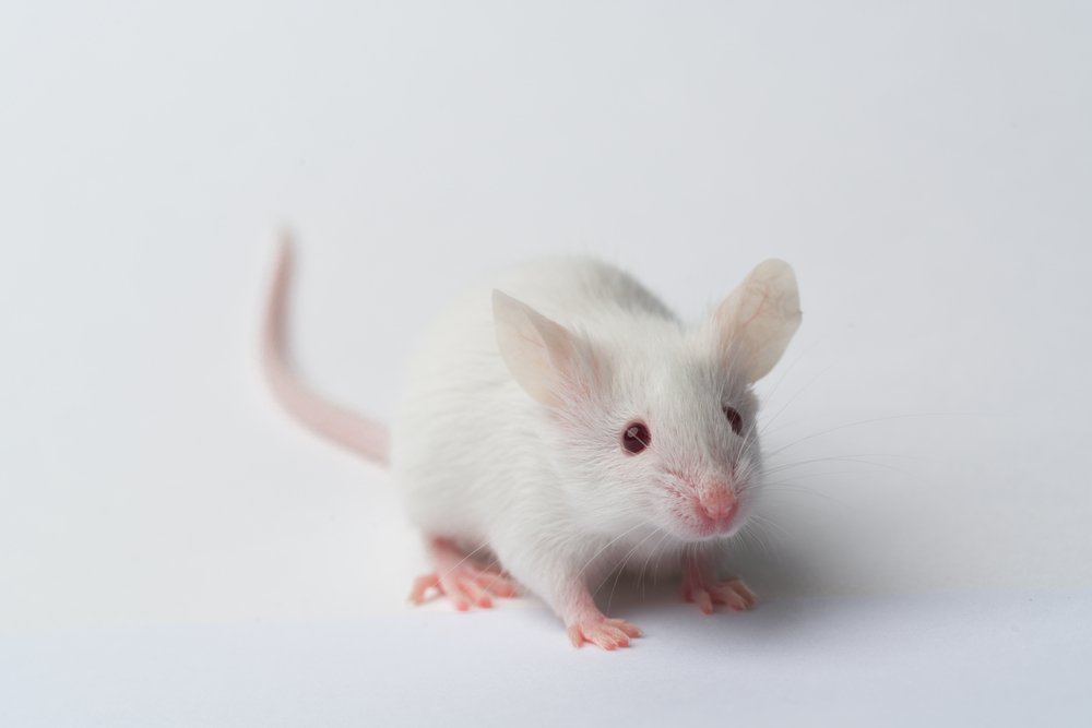 Mice with Autism Mutation May be Indifferent to Social Scents