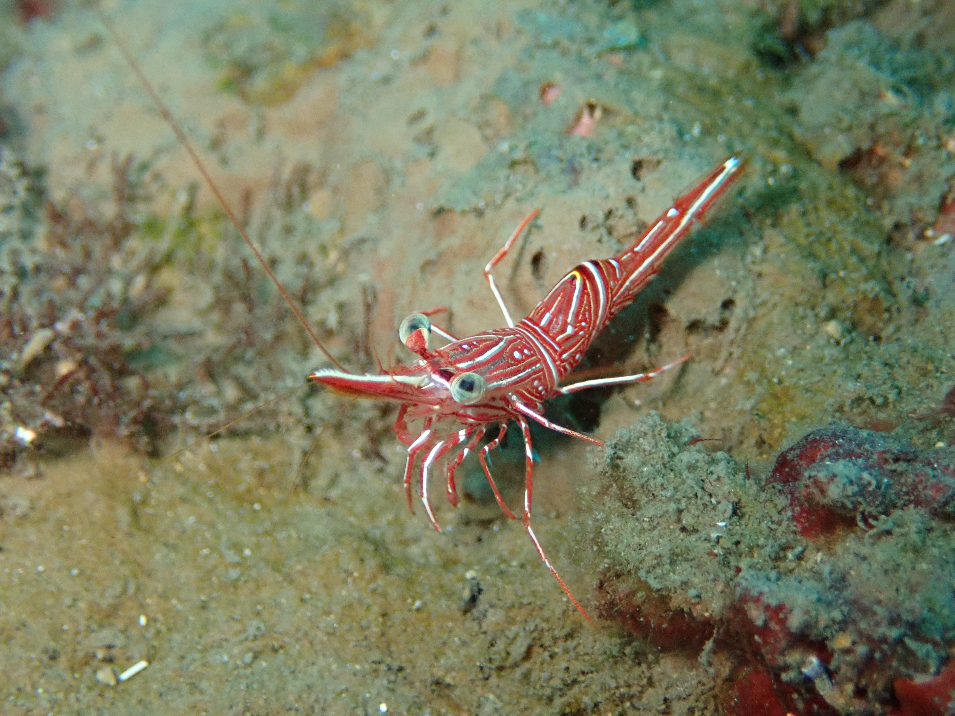 Israeli Researchers Decipher Unique Structure, Function of Shrimps’ Eyes