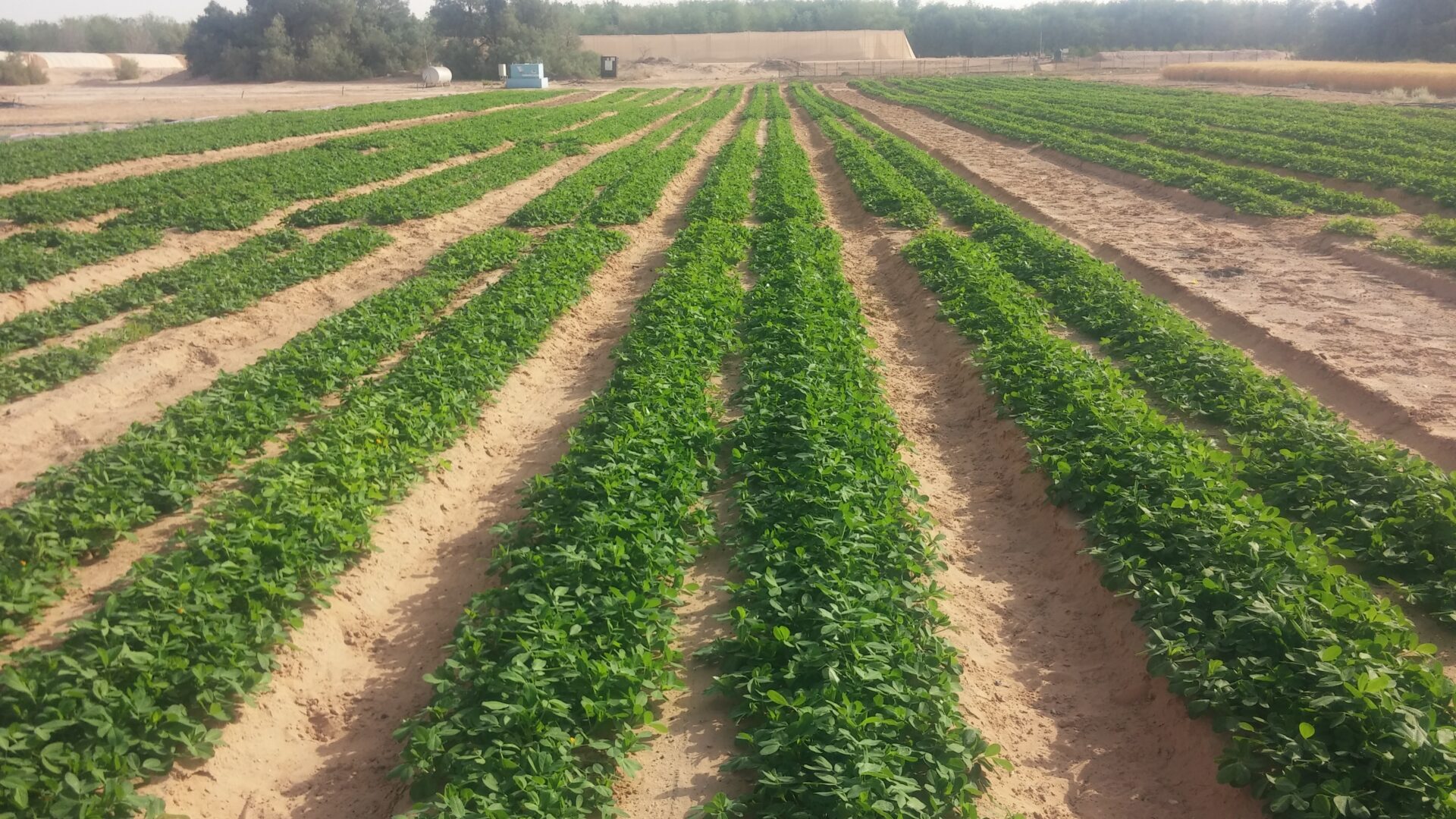 Peanut Field