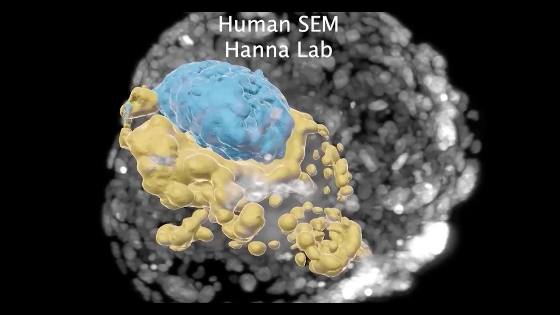 Scientists Debut Lab Models of Human Embryos
