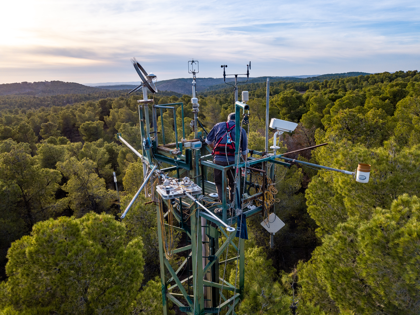 The Solar Forest