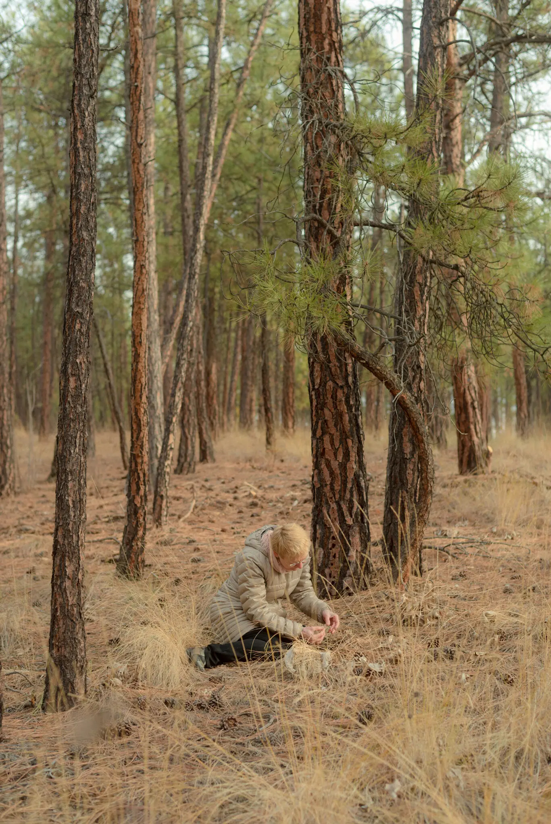 Are Trees Talking Underground 1