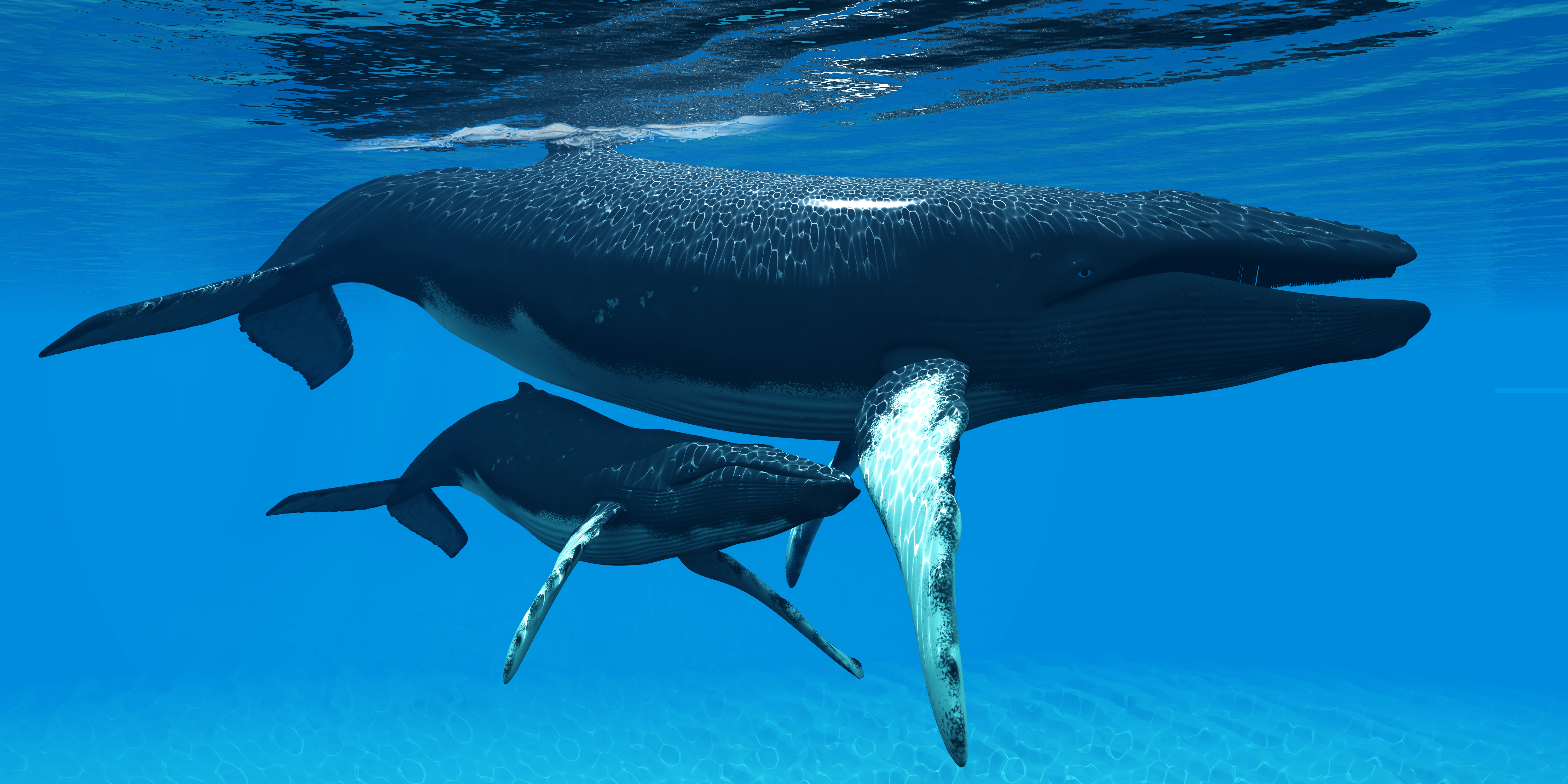 Will AI Tell Us What Whales are Saying?