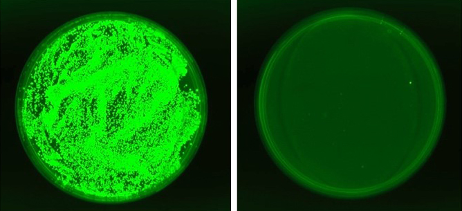 Fungus Vs. Fungus Newly Identified Yeast Might Prevent Life Threatening Fungal Infections 2