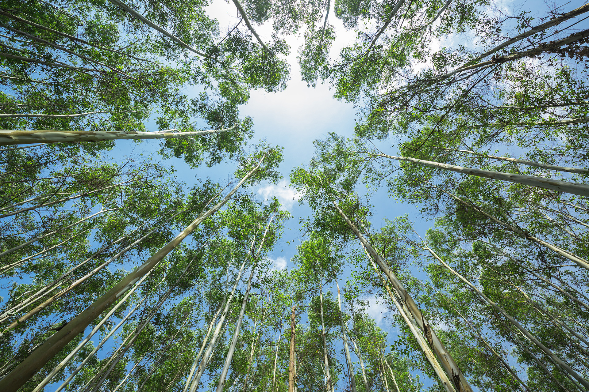 Eucalyptus Trees Web