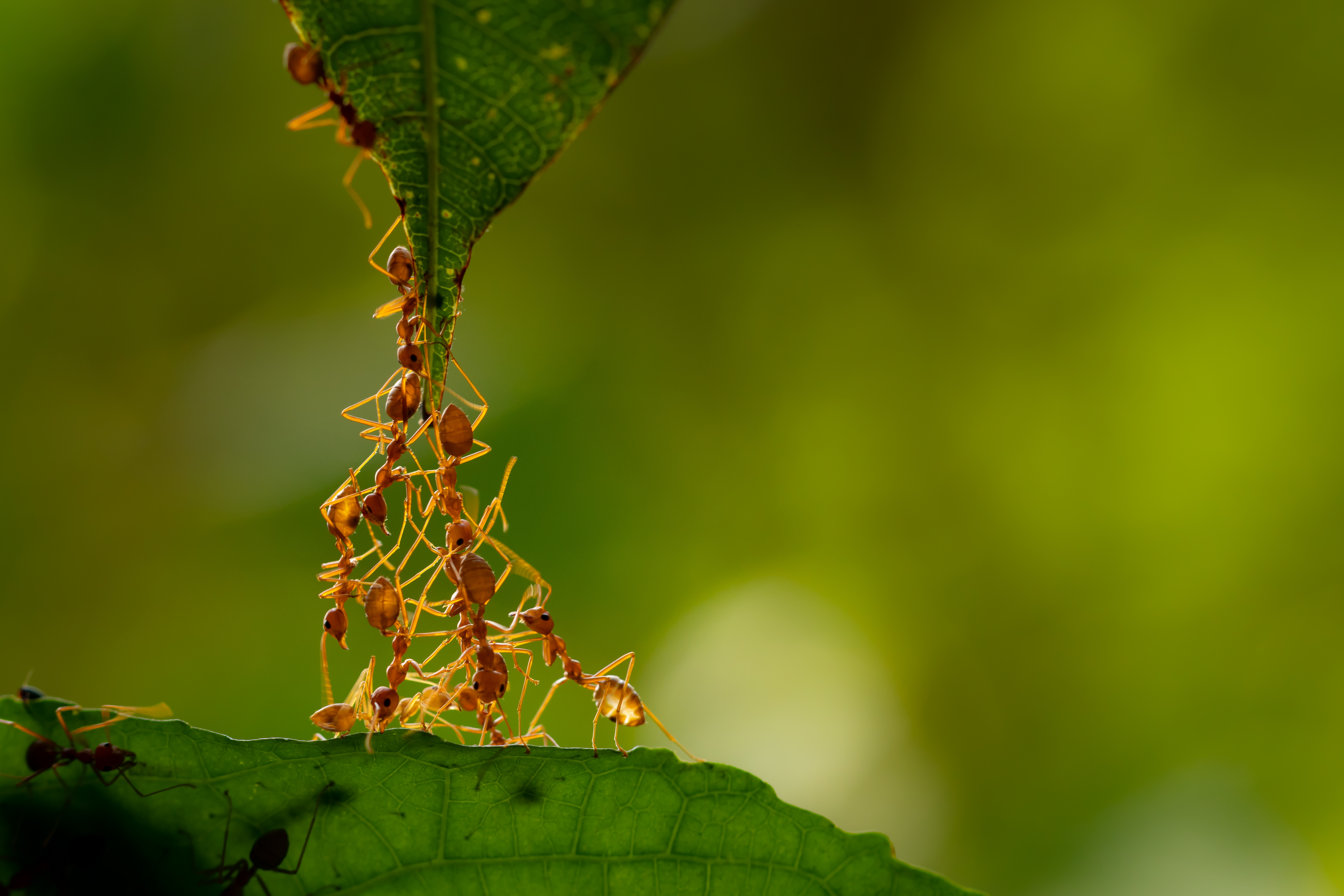 What Ants Can Teach Us on Democracy and Social Cohesion