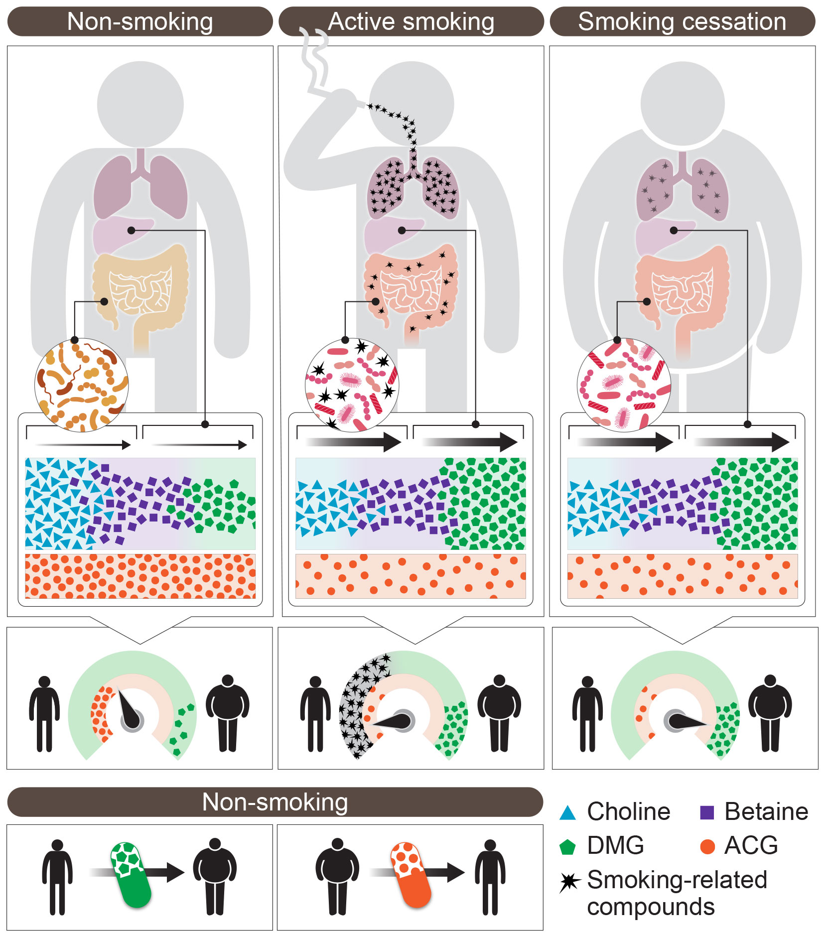 Gutmicrobes May Drive Weight Gain After Smoking Cessation