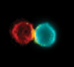 Standing United When Immune Cells Join Forces 2