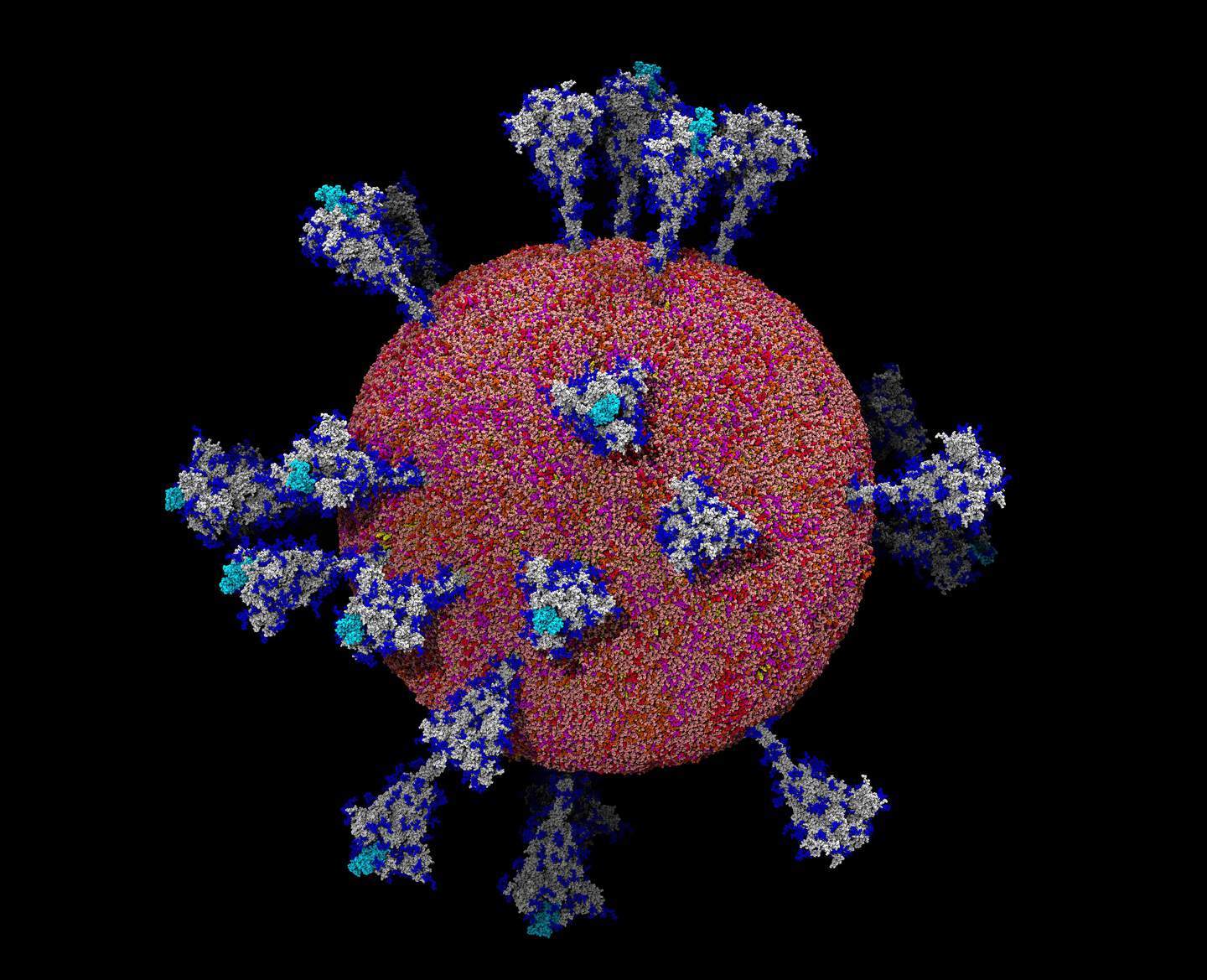 The Coronavirus Unveiled