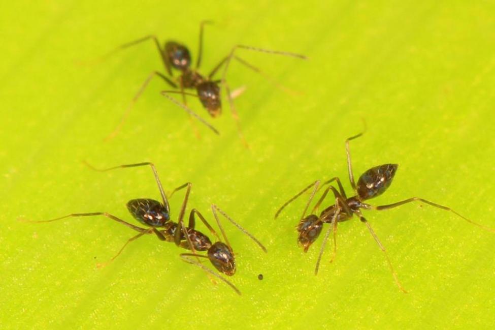 Brain Power in Numbers: Ants Use Collective Cognition to Navigate Obstacles