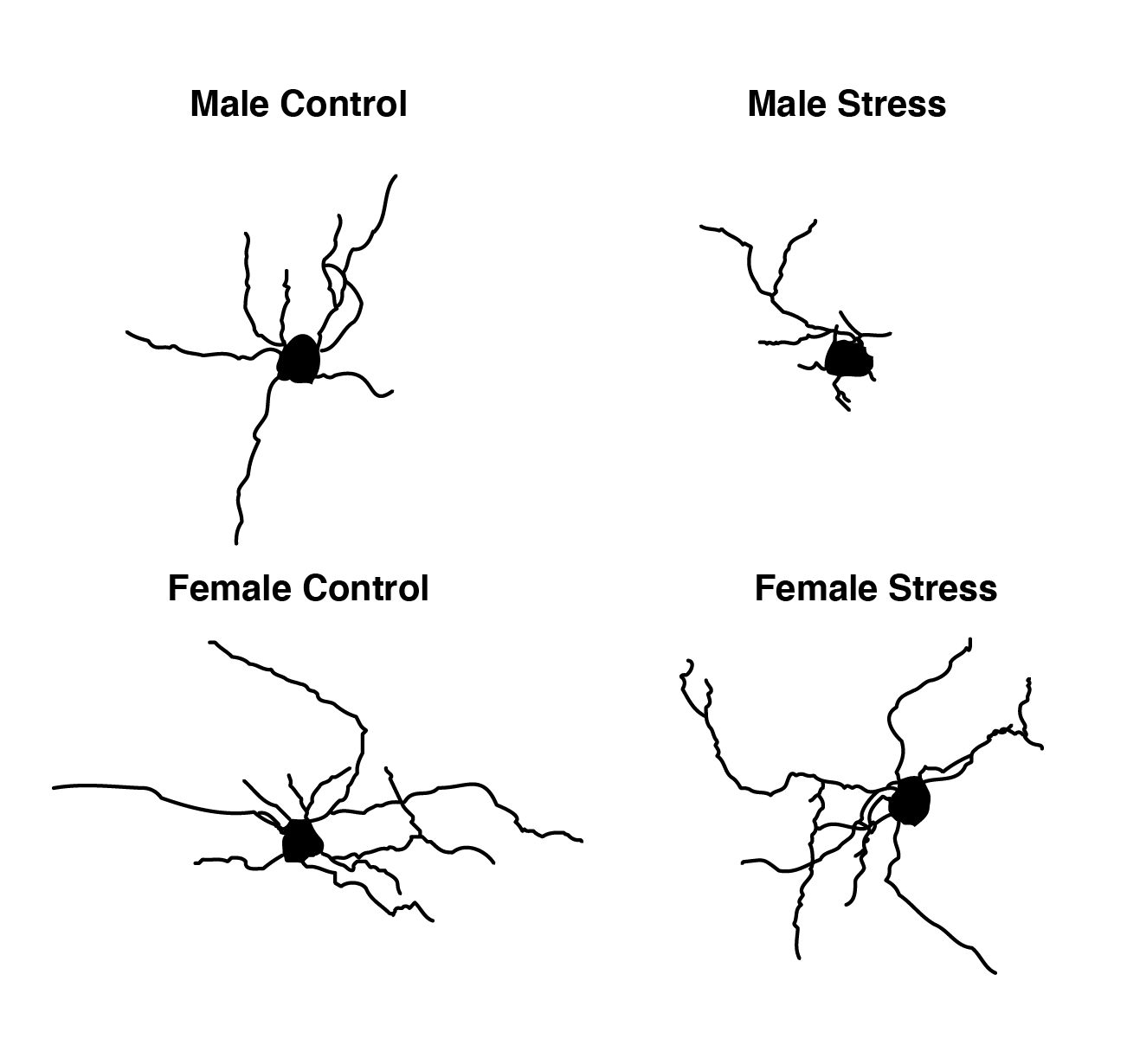Brain Cells Of Males And Females Respond Differently To Chronic Stress 3