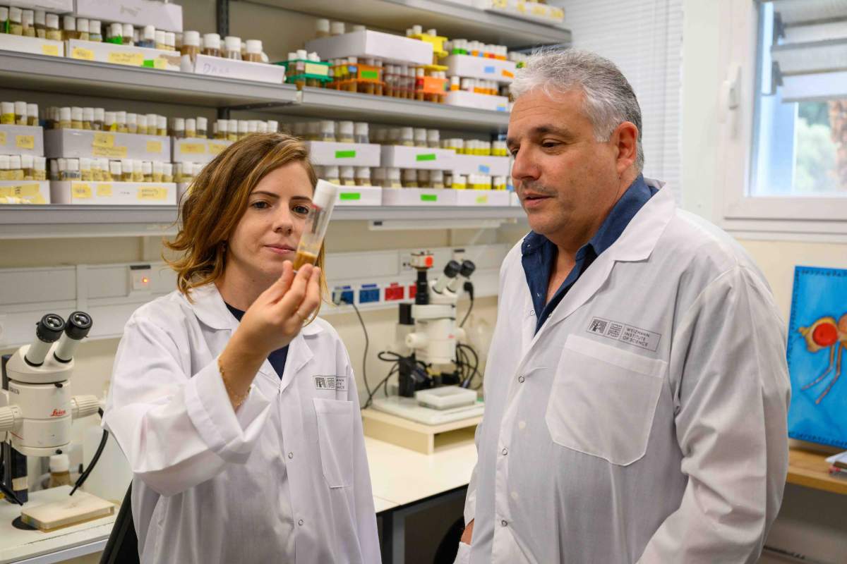 Photograph accompanying Cells that triggered their own death program rebuilt nearly half a fly's irradiated tissue