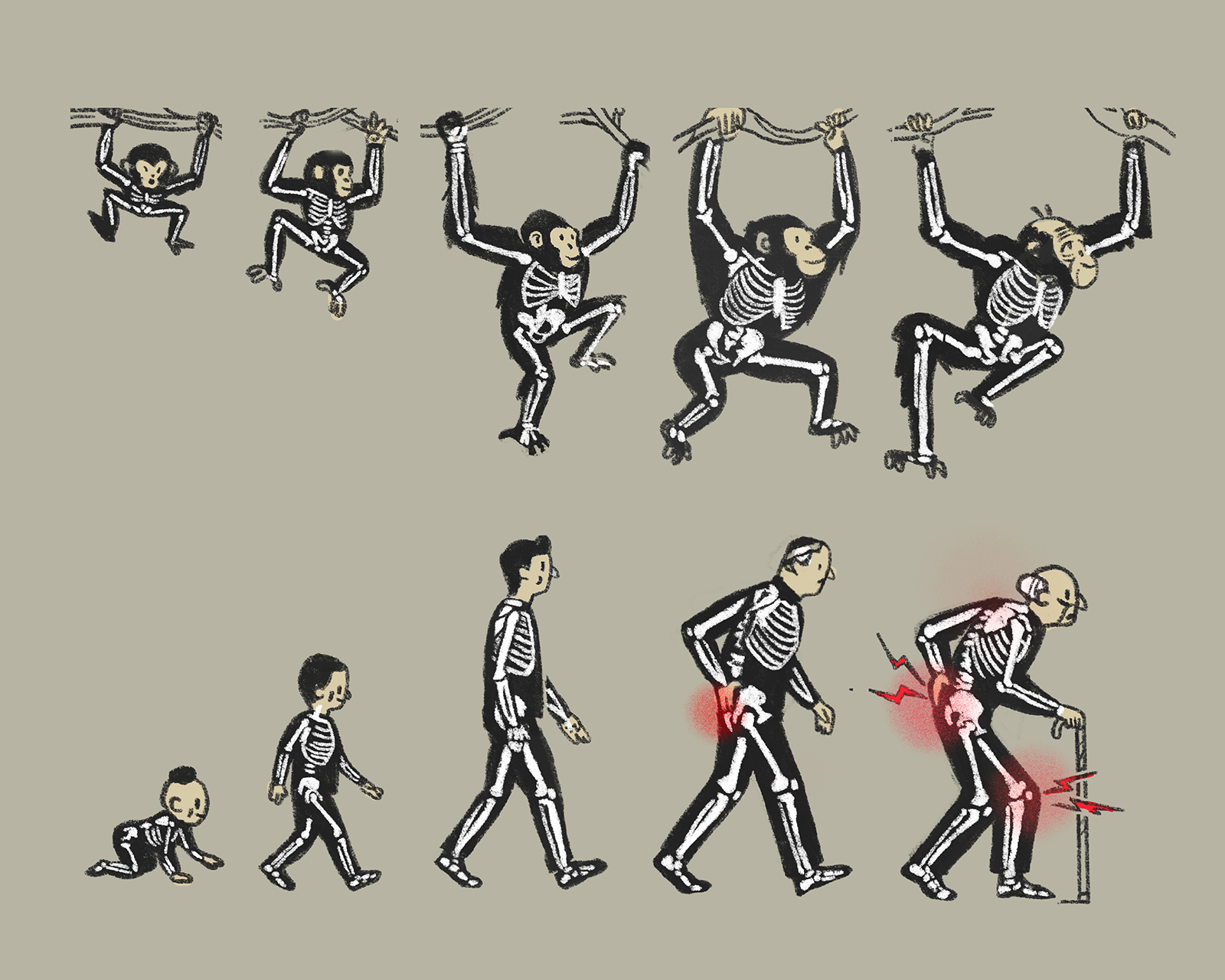 Blame Evolution For Your Bad Knees 3