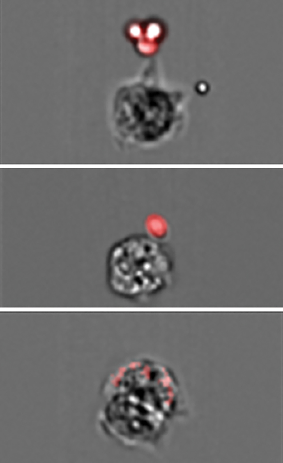 Aire Ilc3 Cell 1